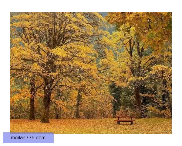 仙踪林网站欢迎您免费进入林深处探寻自然奇境与童梦乐园共赏落叶飞舞